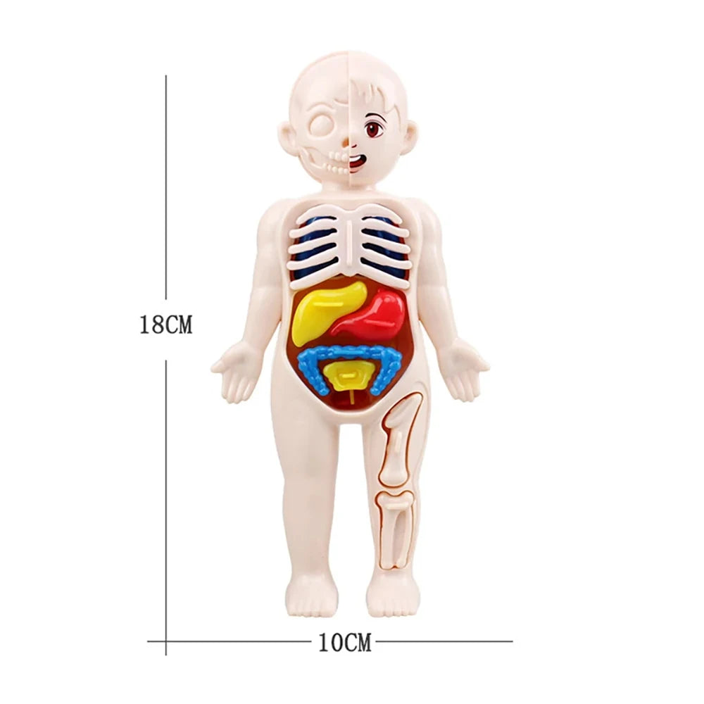 Montessori Human Body Anatomy Model for Kids