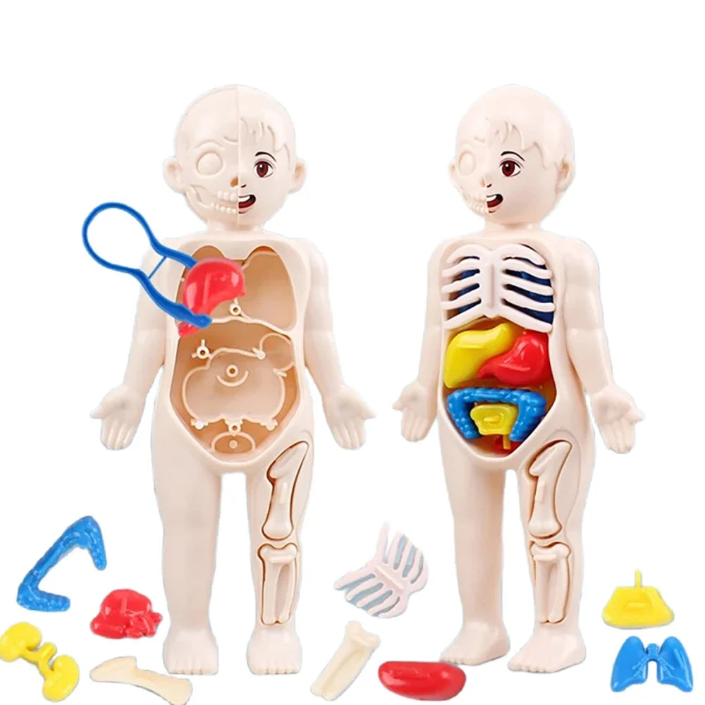 Montessori Human Body Anatomy Model for Kids