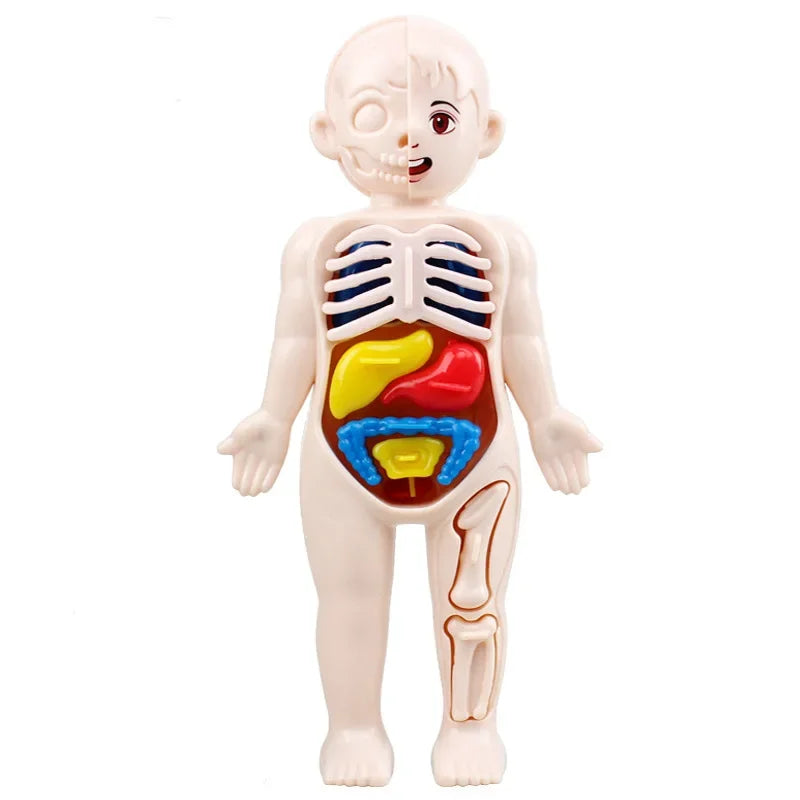 Montessori Human Body Anatomy Model for Kids