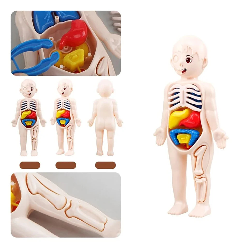 Montessori Human Body Anatomy Model for Kids