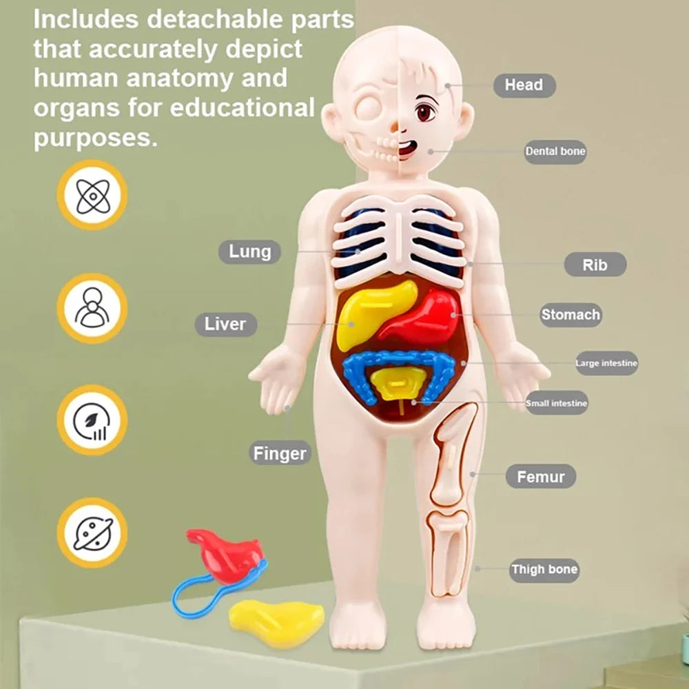 Montessori Human Body Anatomy Model for Kids