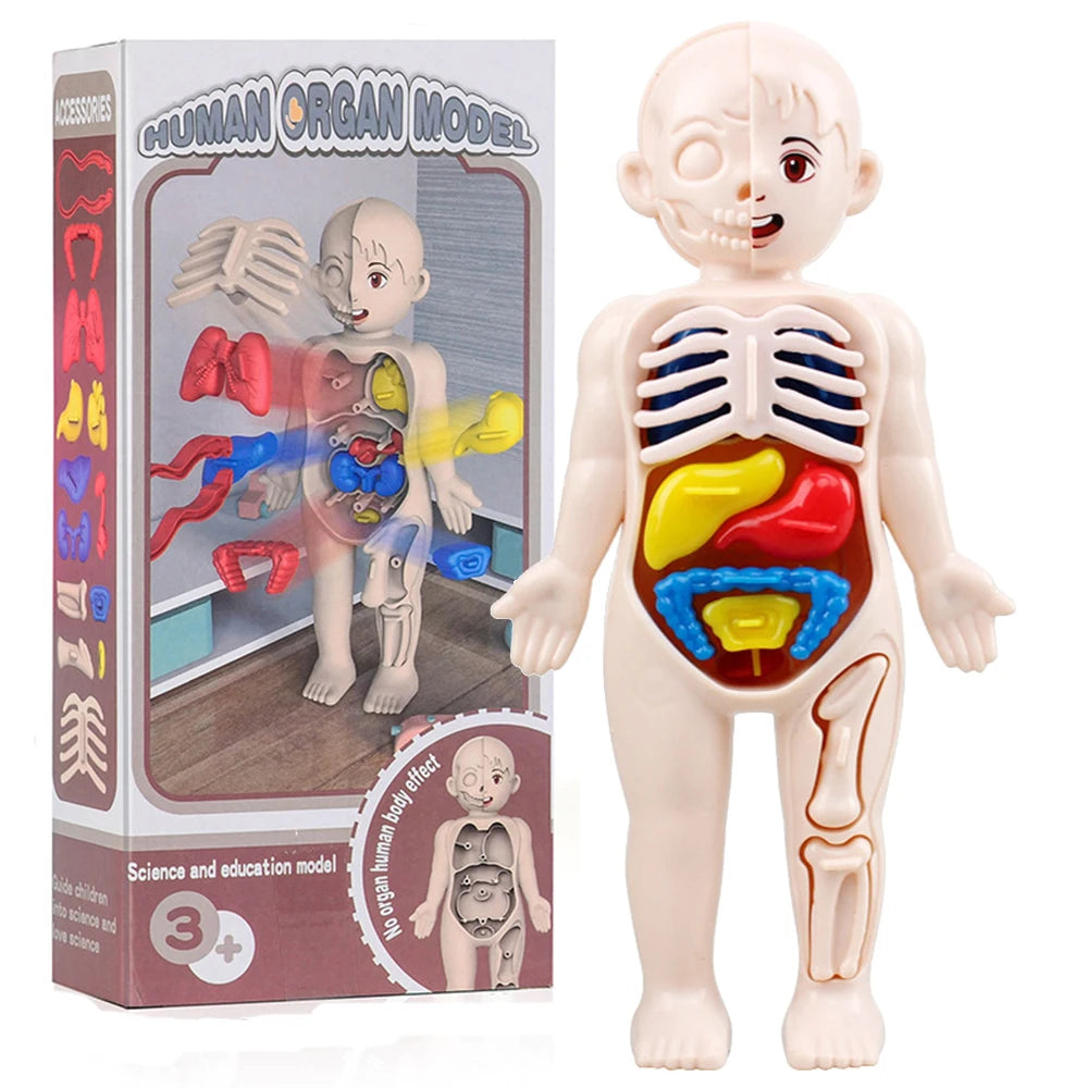 Montessori Human Body Anatomy Model for Kids