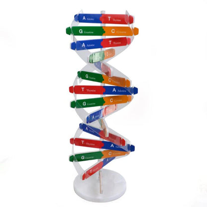 Toys Human DNA Models Double Helix Science Toys Popularization Teaching Learning Education Toys For Children kids learning toys