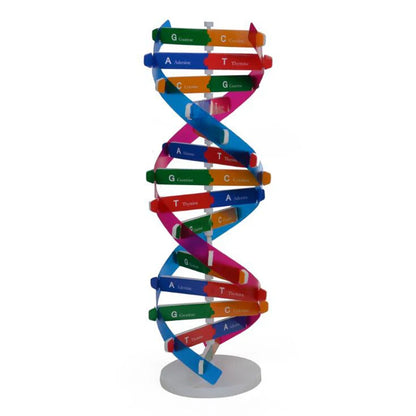 Toys Human DNA Models Double Helix Science Toys Popularization Teaching Learning Education Toys For Children kids learning toys