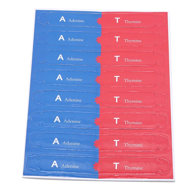 Toys Human DNA Models Double Helix Science Toys Popularization Teaching Learning Education Toys For Children kids learning toys
