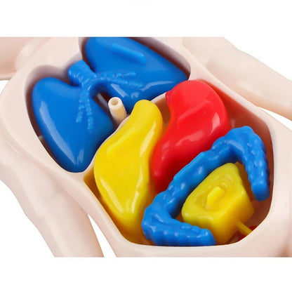 Montessori Human Body Anatomy Model for Kids
