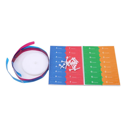 Toys Human DNA Models Double Helix Science Toys Popularization Teaching Learning Education Toys For Children kids learning toys